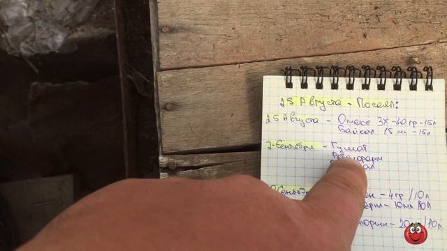 Посев, подкормка, высадка огурца!!! смотреть онлайн