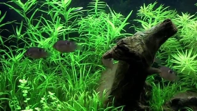 Akara z Maroni ( młode ) смотреть онлайн