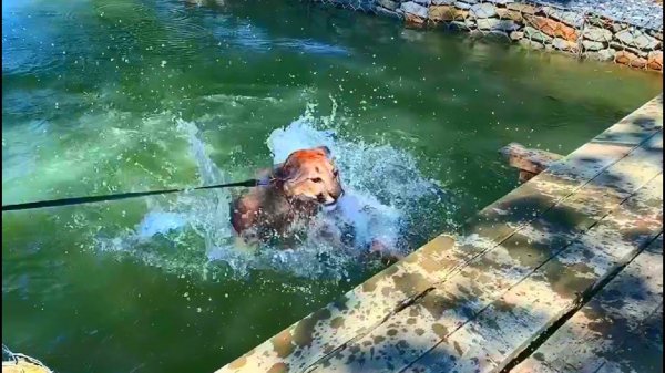 Месси открыл купальный сезон! Рыбалка удалась!