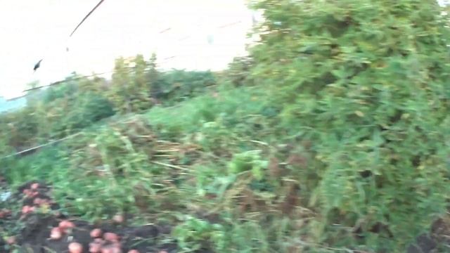 Копаем картофель \ Сельские влоги \ Огород \ Жизнь в деревне