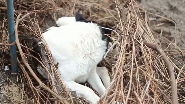 Добрая собачка Мушка смотреть онлайн