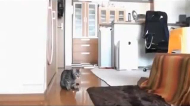 Сегодня на воротах - кошечка смотреть онлайн