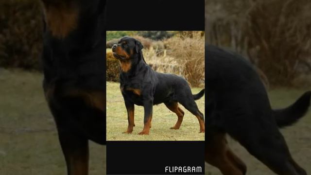 Топ 5 самых умных пород собак смотреть онлайн