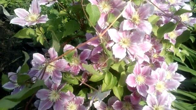 SOS! Я нашла Новый сорт клематиса для #дизайна балкона. Эти #многолетники выдерживают мороз - 40° смотреть онлайн