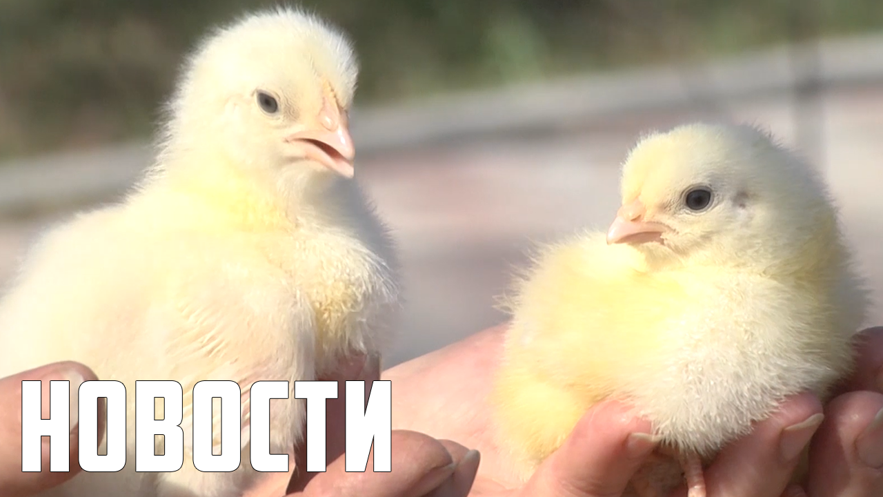 Что душа твоя желает – всё на ярмарке найдешь! смотреть онлайн