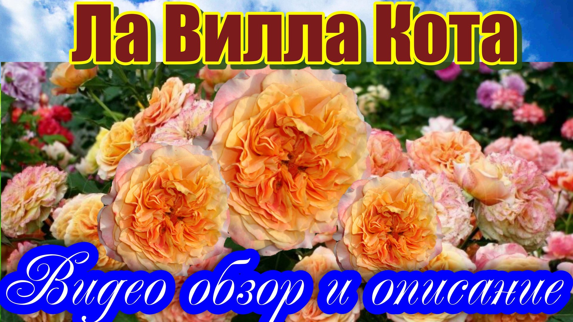 Роза Ла Вилла Кота (Шраб) - La Villa Cotta_(W. Kordes' Söhne Германия, 2013) смотреть онлайн