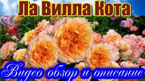 Роза Ла Вилла Кота (Шраб) - La Villa Cotta_(W. Kordes' Söhne Германия, 2013)