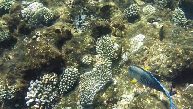 Египет Март 2019 под водой | Рыбки Красное море | Мурена смотреть онлайн