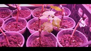 результаты укоренения черенков разными способами