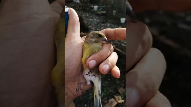 ловля певчей птицы дома смотреть онлайн