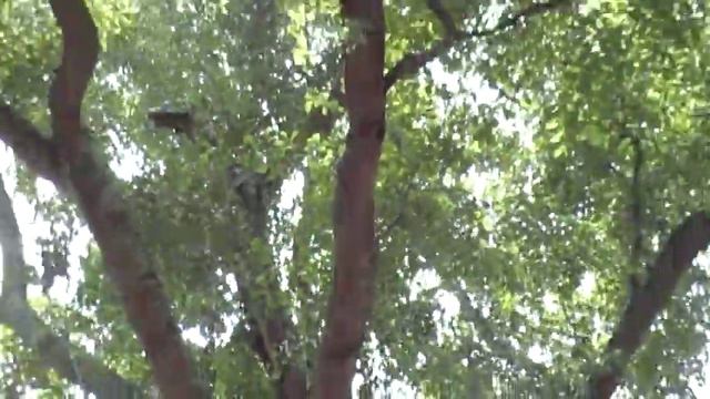 Using Camera's Excellent Zoom as Binoculars смотреть онлайн