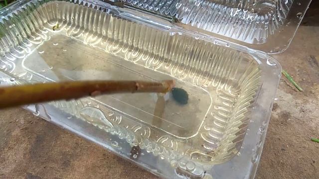 Неизданное (не личинка стрекозы, а личинка жука-плавунца) смотреть онлайн