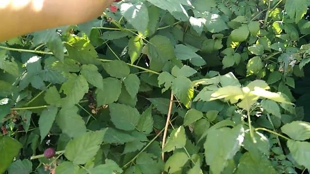 Чёрная малина или еживика !!! смотреть онлайн