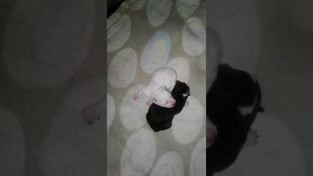 Маленькие щенки смотреть онлайн