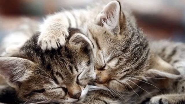 ЛУЧШАЯ ПОДБОРКА!!!ФОТО!!!КОШКИ!!!BEST COMPILATION !!! PHOTO !!! CATS !!! смотреть онлайн