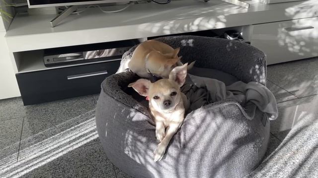 Тест сделала!моя первая закупка в этом году?бефстроганов из того что было,легко и сказочно вкусно