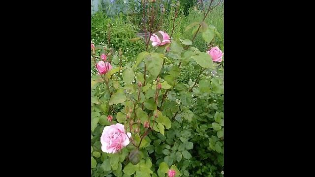 Я не пишу, я говорю стихами смотреть онлайн