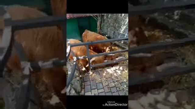 Ялта зоопарк 2017 смотреть онлайн