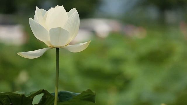 Медитации на каждый день. Наполнение энергией смотреть онлайн
