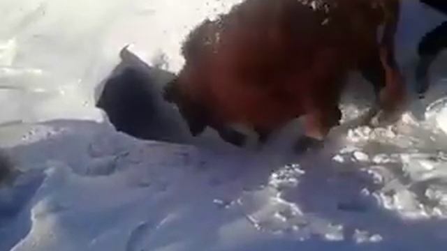 Сурки в норку смотреть онлайн