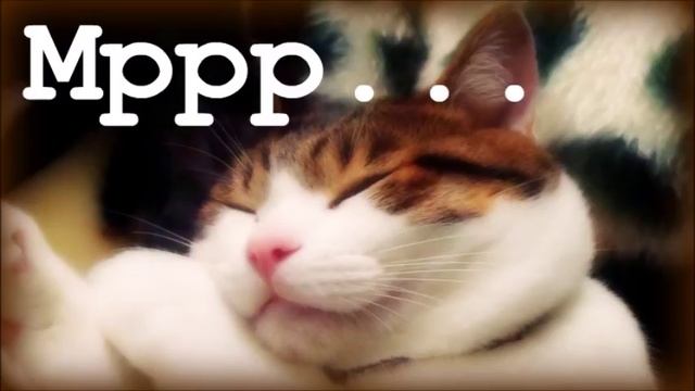 Умиротворяющее Мурлыканье / If you love cats:)))) смотреть онлайн