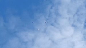 Голуби  Воронежа и области