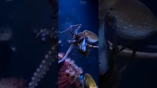 "Дом моря" Haus des Meeres (Австрия, Вена) смотреть онлайн