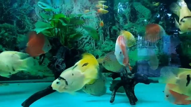 Аквариум с дискусами и цихлидами попугаями от Cá Cảnh Trường Giang смотреть онлайн