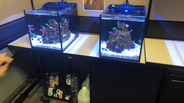 Ep3.2 - OVER 50 saltwater aquariums under one roof! Reef tanks everywhere! | BRS360 смотреть онлайн
