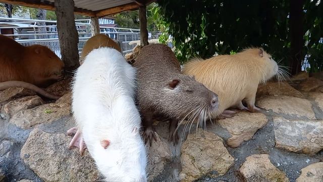 Ого и такие здесь есть...