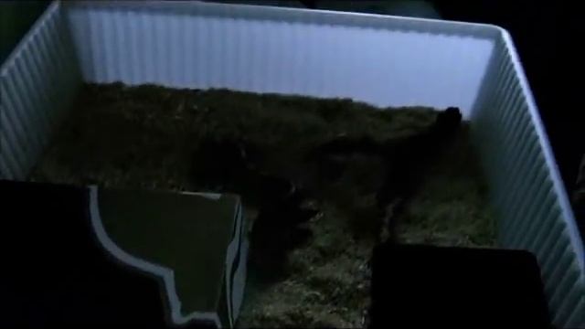 Boa Constrictor setup (Ep. 1) смотреть онлайн