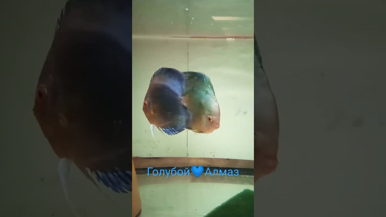 Дискусы Голубой Алмаз #discus #fish #shorts #short #aquarium #аквариум #аквариумныерыбки смотреть онлайн