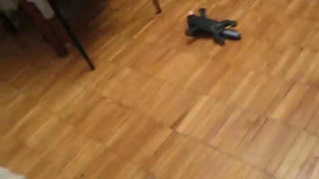 Alfa the dog. Играемся смотреть онлайн
