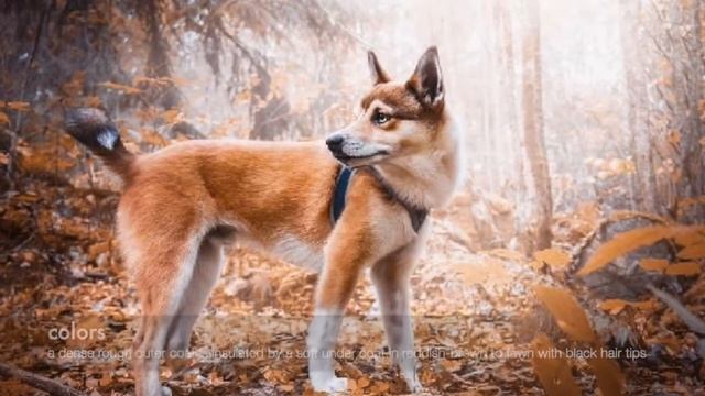Norwegian Lundehund | ONE BREED IN ONE MINUTE смотреть онлайн