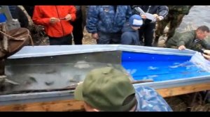 Рыбалка не реальное количество рыбы в городе СЧАСТЬЕ,ЛУГАНСКАЯ ОБЛАСТЬ,