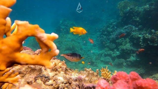 Relax Video Coral Reef And Coral Fish Under Water / Релакс відео кораловий  риф і коралові рибки