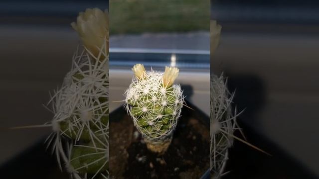 Кактус Маммилярия стройная, Маммиллярия грацилис (Mammillaria vetula ssp. gracilis). Июнь 2022 смотреть онлайн