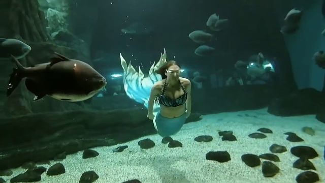 Киты ,Акулы, Русалка #МОСКВАРИУМ смотреть онлайн