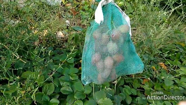 Вредители на винограднике