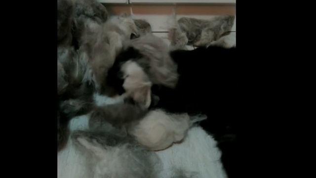 Что делать с шерстью хаски? ?... отдать её коту! ? смотреть онлайн