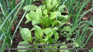 С чем сажать свеклу на одной грядке