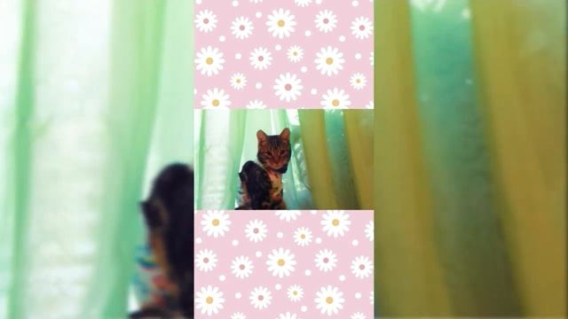 Бенгальская кошка 