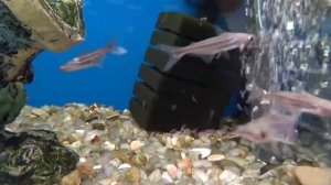 Аквариумные рыбки  Сом Пангасиус Акулий