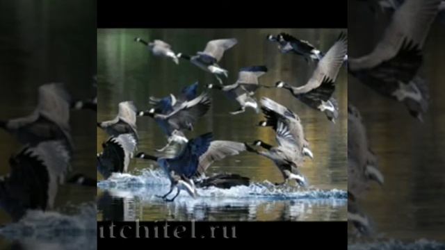 роль пейзажа в творчестве русских классиков. смотреть онлайн