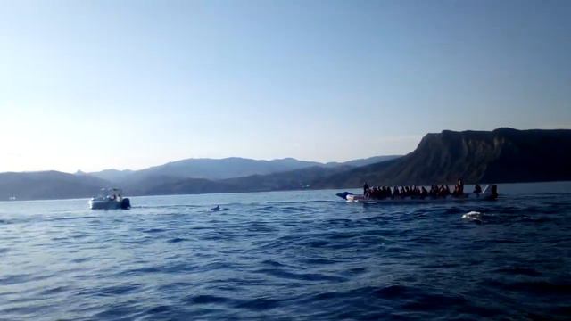 Стая дельфинов / Dolphin pod смотреть онлайн