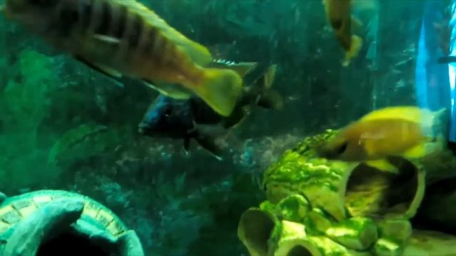 Лекарства для аквариумов (sera omnipur вторая часть) смотреть онлайн