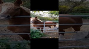 А ВЫДЕРЖИТ ЛИ ЭТА ЛОШАДЬ 140 КГ