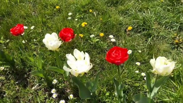Тюльпаны на даче смотреть онлайн