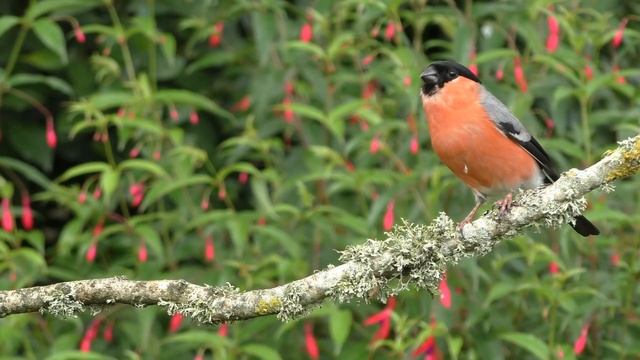 Birds in My Garden : Birds on The Branch - ONE HOUR ~ NEW ✅ смотреть онлайн