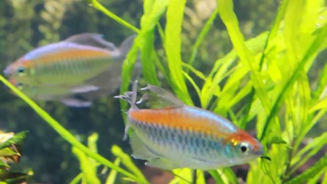 The Majestic Congo Tetra - Phenacogrammus interruptus смотреть онлайн